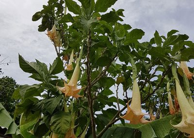 06-flore-cubaine